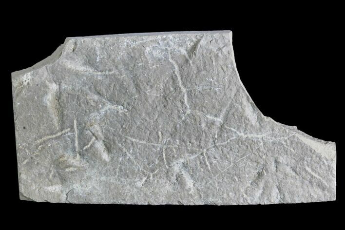 Fossil Bird Tracks - Green River Formation, Utah #105532